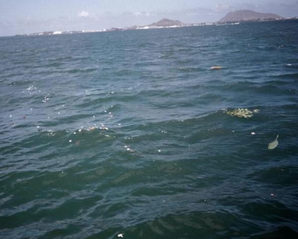 Petals on the water